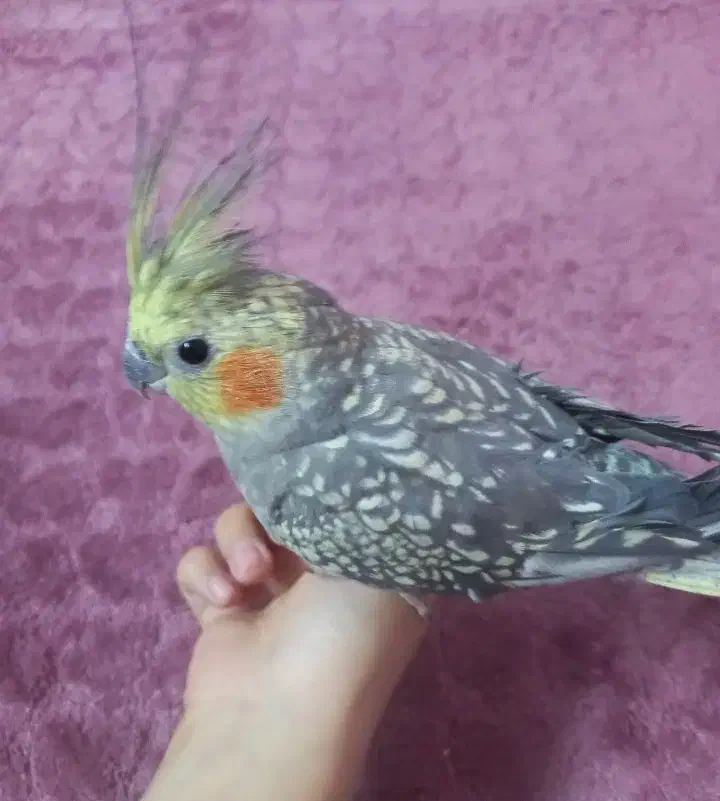 عروس هلندی|پرنده|باقرشهر, |دیوار