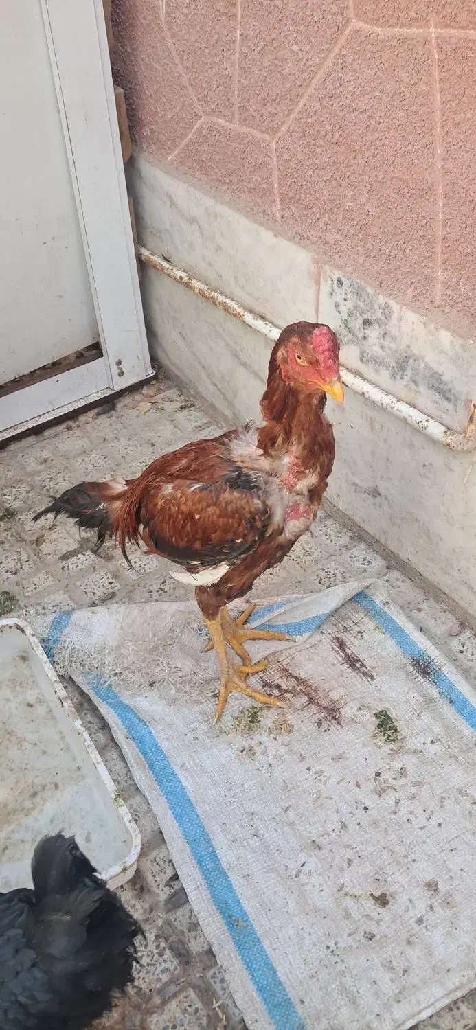 خروس لاری|حیوانات مزرعه|ماهدشت, |دیوار