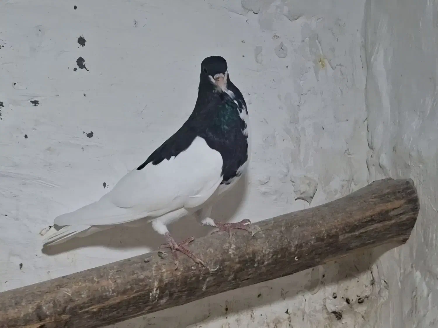 کبوتر|پرنده|شبانکاره, |دیوار