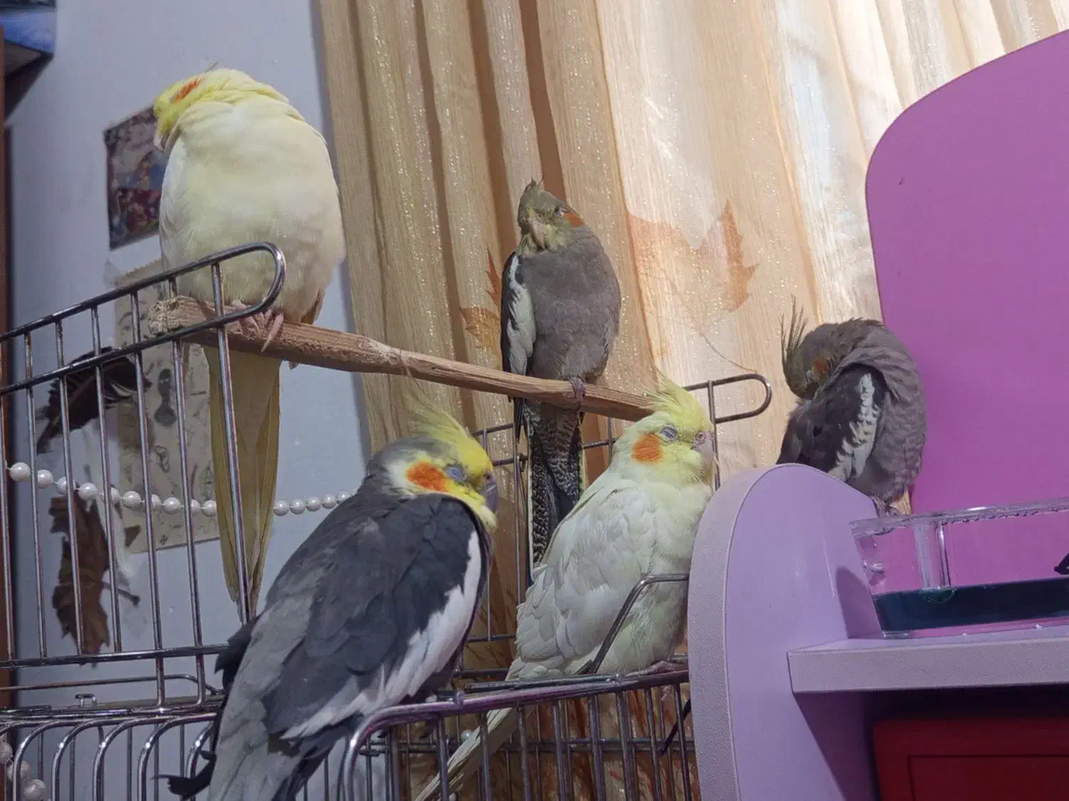 عروس لوتینو و سینامون|پرنده|باقرشهر, |دیوار