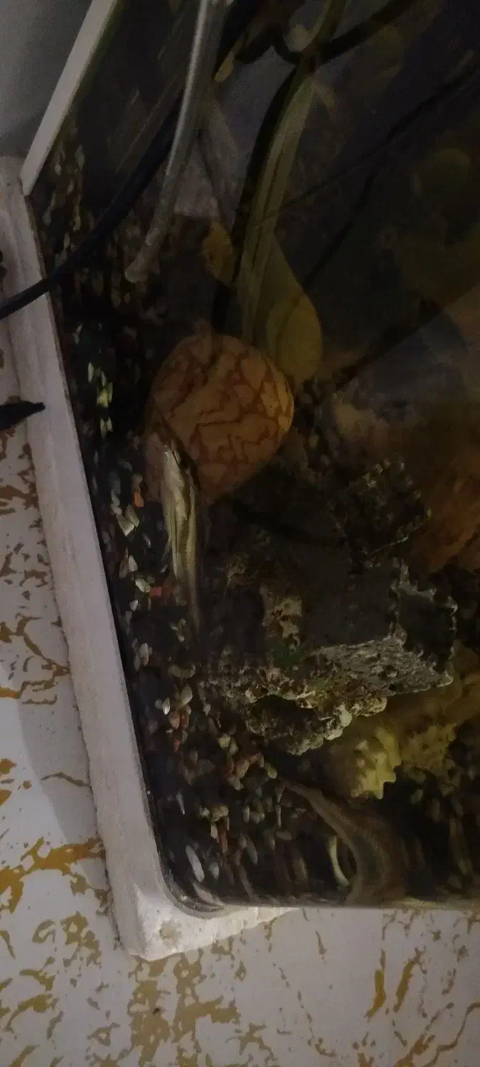 ماهی کت رافائل و کت فیش|ماهی|فردیس, شهرک شهید حسینی|دیوار