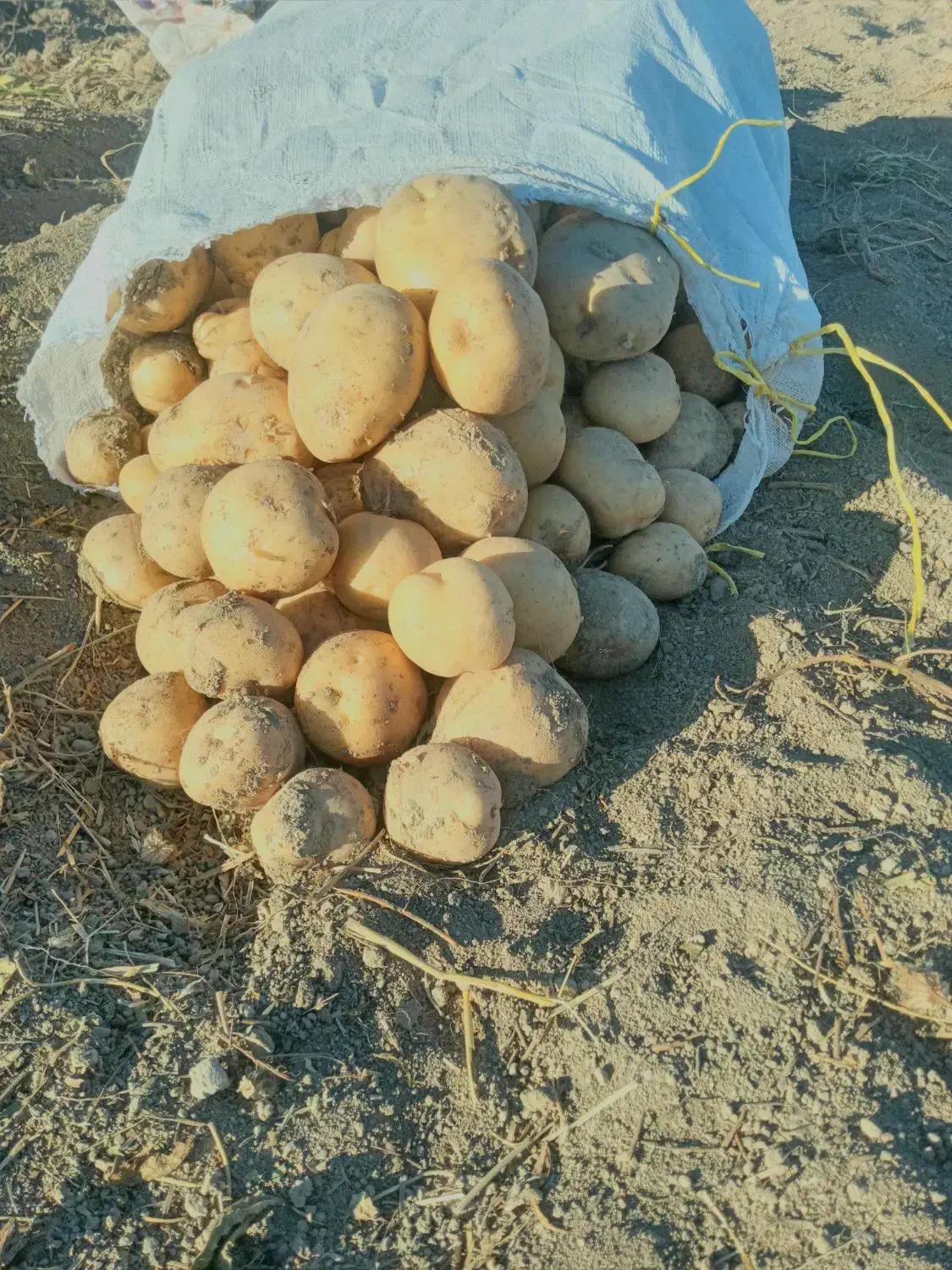 سیب زمینی( بدونه کود ، اورگانیگ)|خوردنی و آشامیدنی|دهگلان, |دیوار