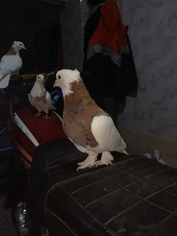 طوقی و زاغ|پرنده|شهرکرد, |دیوار