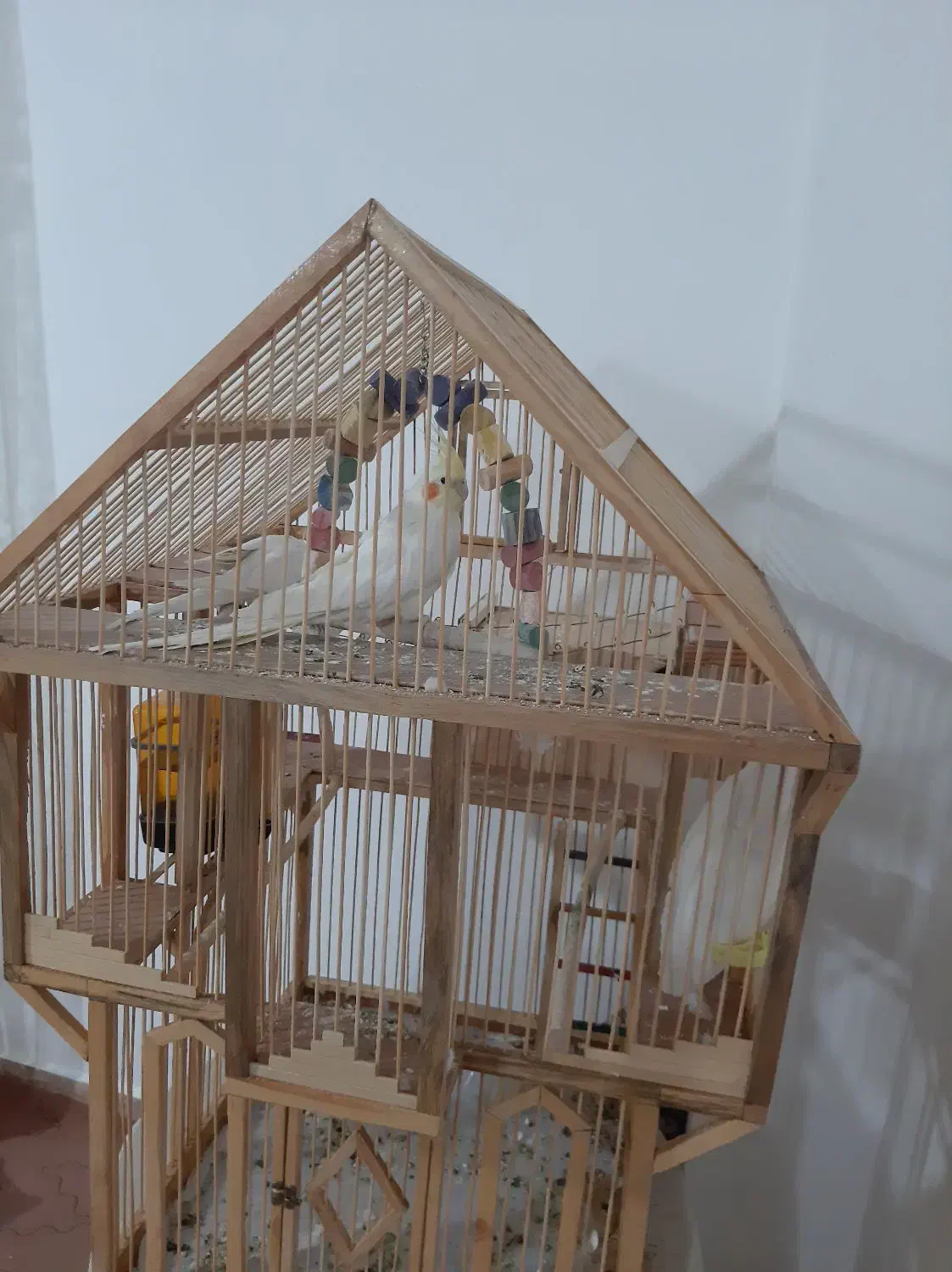 پرنده جفت لوتینو با قفس دست ساز چوبی|پرنده|فیروزکوه, |دیوار