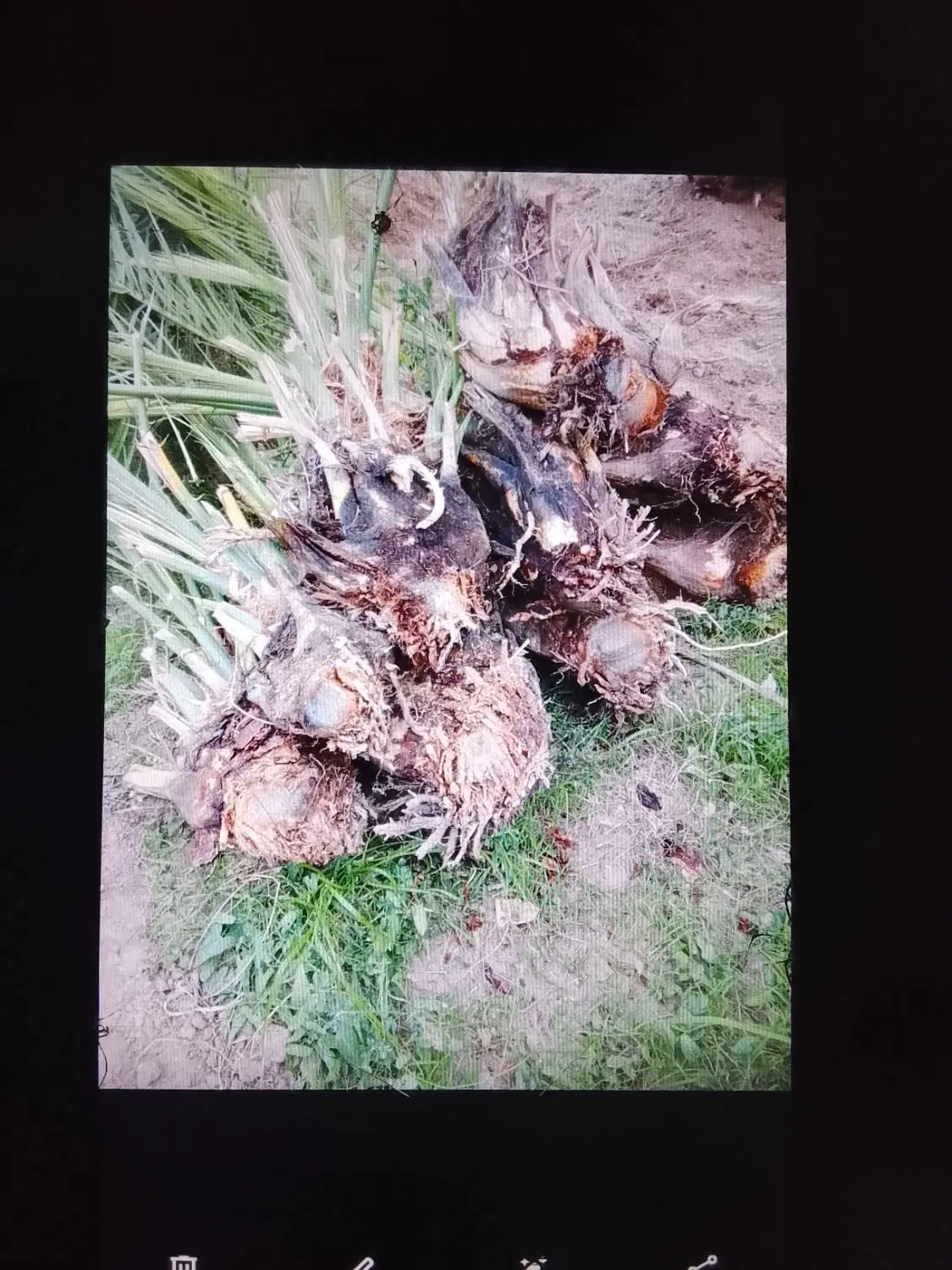 جونگ درخت|گل و گیاه طبیعی|نرماشیر, |دیوار