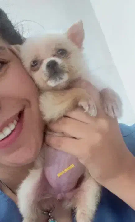 سگ جیبی فنجونی شیواوا|سگ|قائم‌شهر, |دیوار