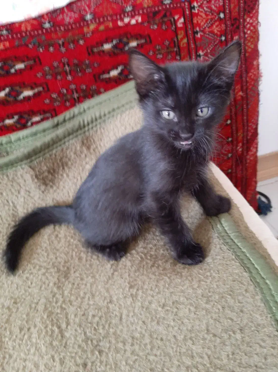 واگزاری رایگان|گربه|پرند, فاز ۵|دیوار