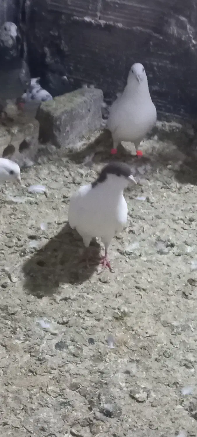 کفتر جفتگاه پرشی|پرنده|مشهد, کشف|دیوار