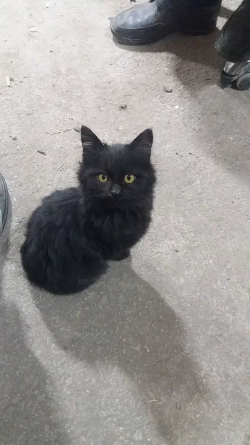 گربه خانگی|گربه|مرند, |دیوار