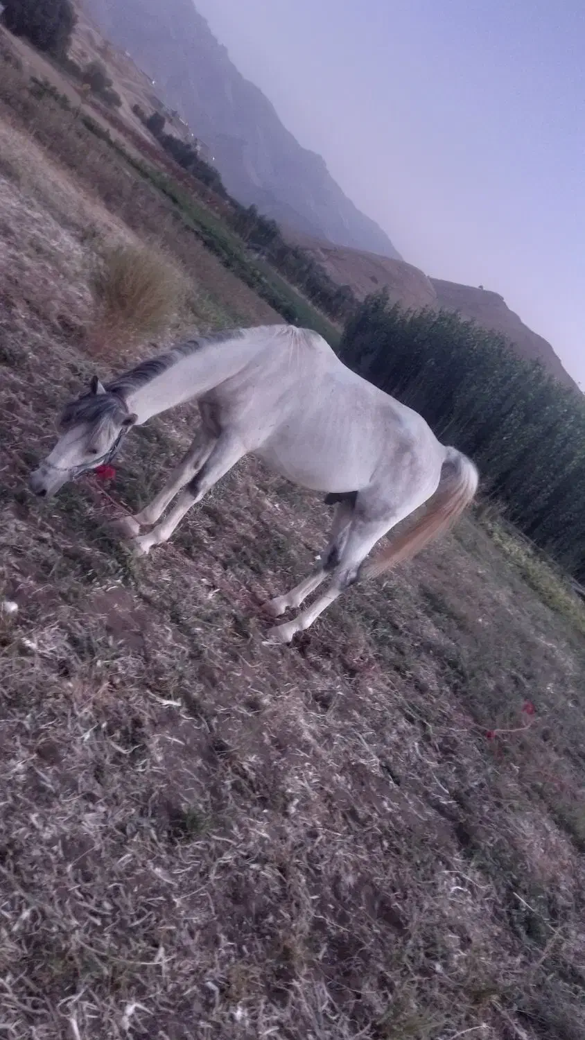 اسب|حیوانات مزرعه|کلاترزان, |دیوار