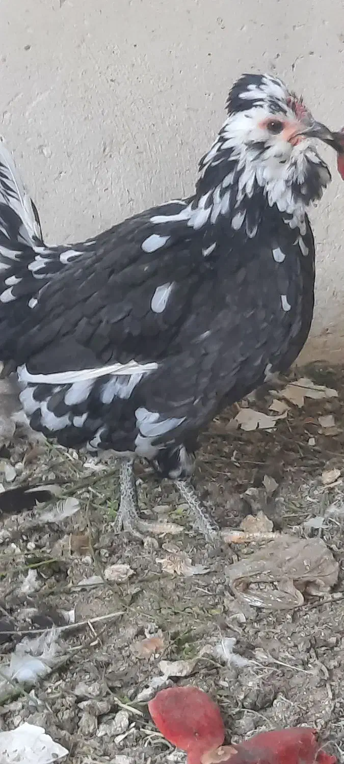 تخم مرغ نطفه دار گلین|حیوانات مزرعه|اصفهان, قهجاورستان|دیوار