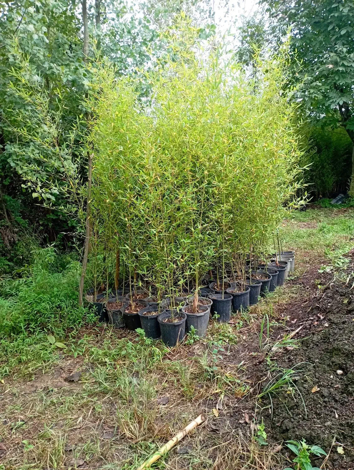 نی خیزران گلدانی|خدمات باغبانی و درختکاری|املش, |دیوار