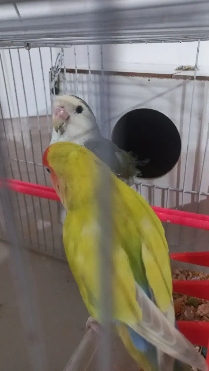 جفت کوتوله|پرنده|مشهد, بهاران|دیوار