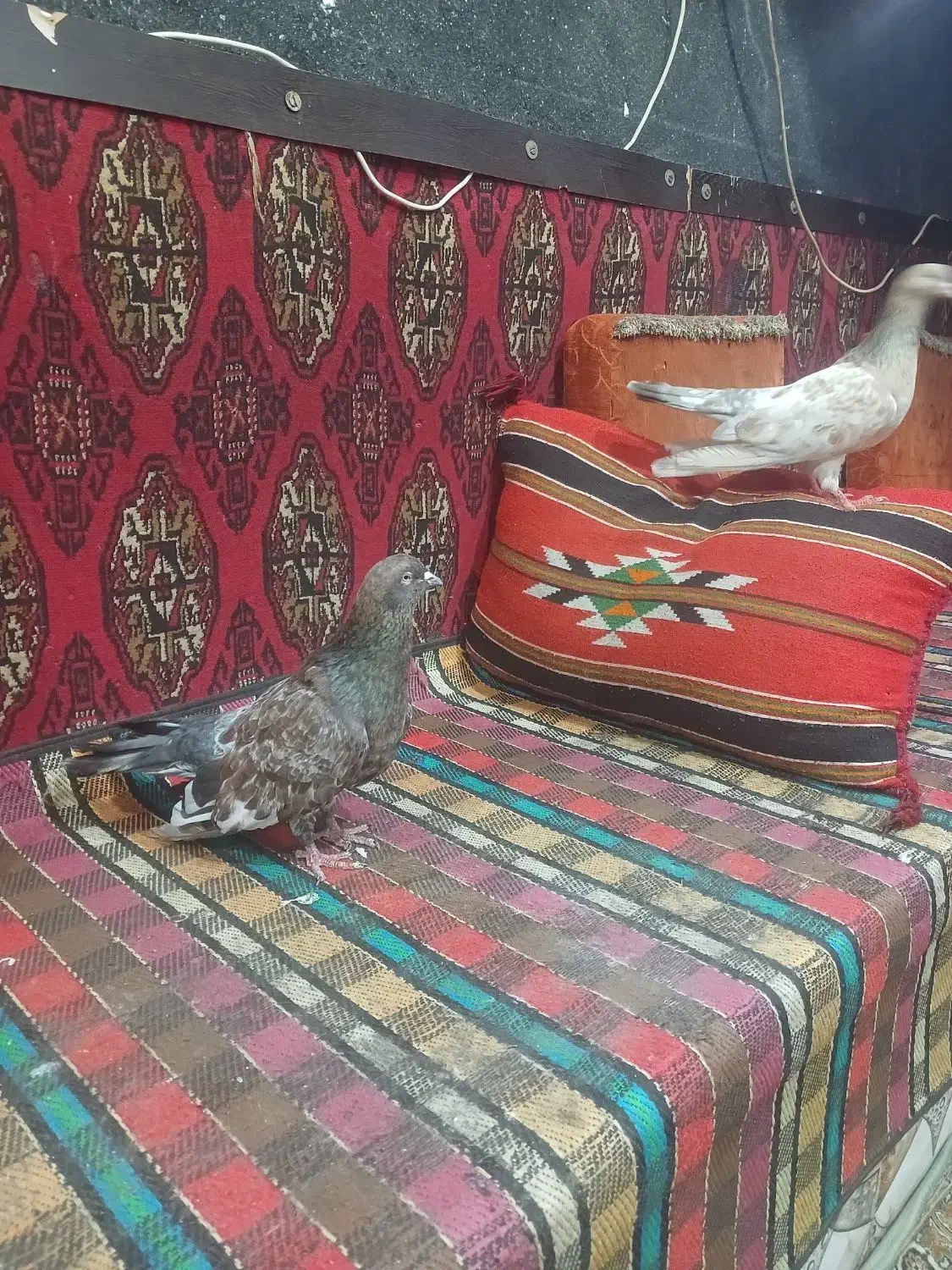 کله ای شتری|پرنده|بندر ماهشهر, |دیوار