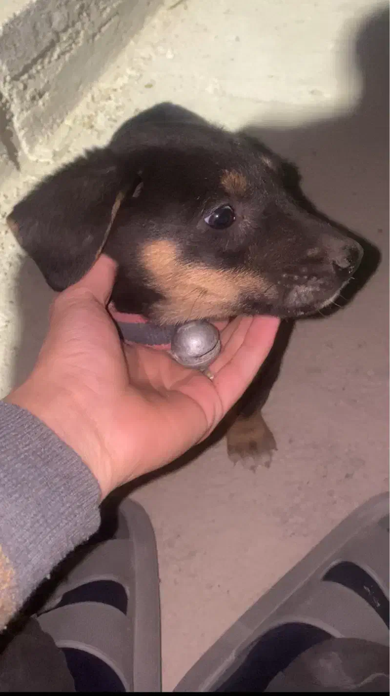 گمشده /توله / دو تومن مژدگانی|حیوانات|دورود, |دیوار