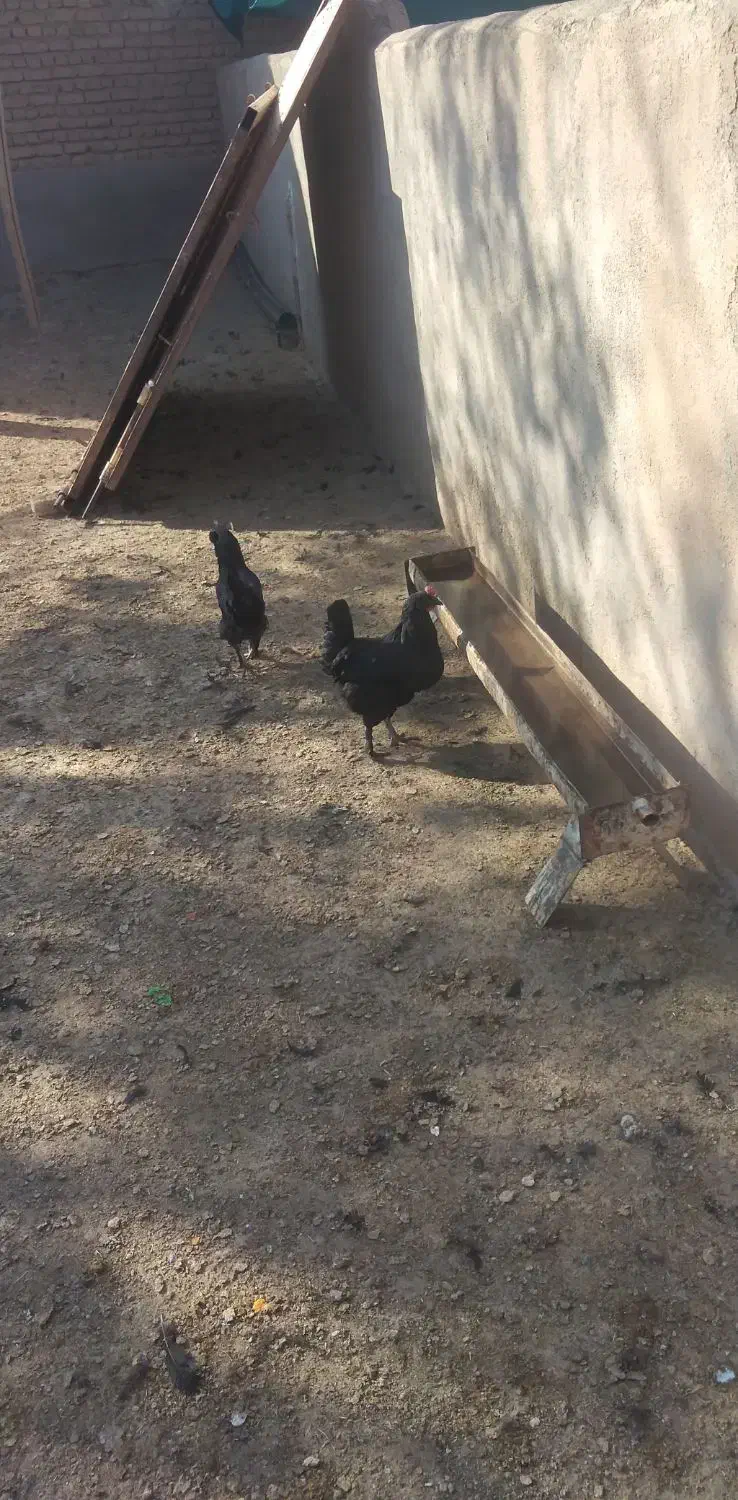 مرغ وخروس مرندی|حیوانات مزرعه|چناران, |دیوار