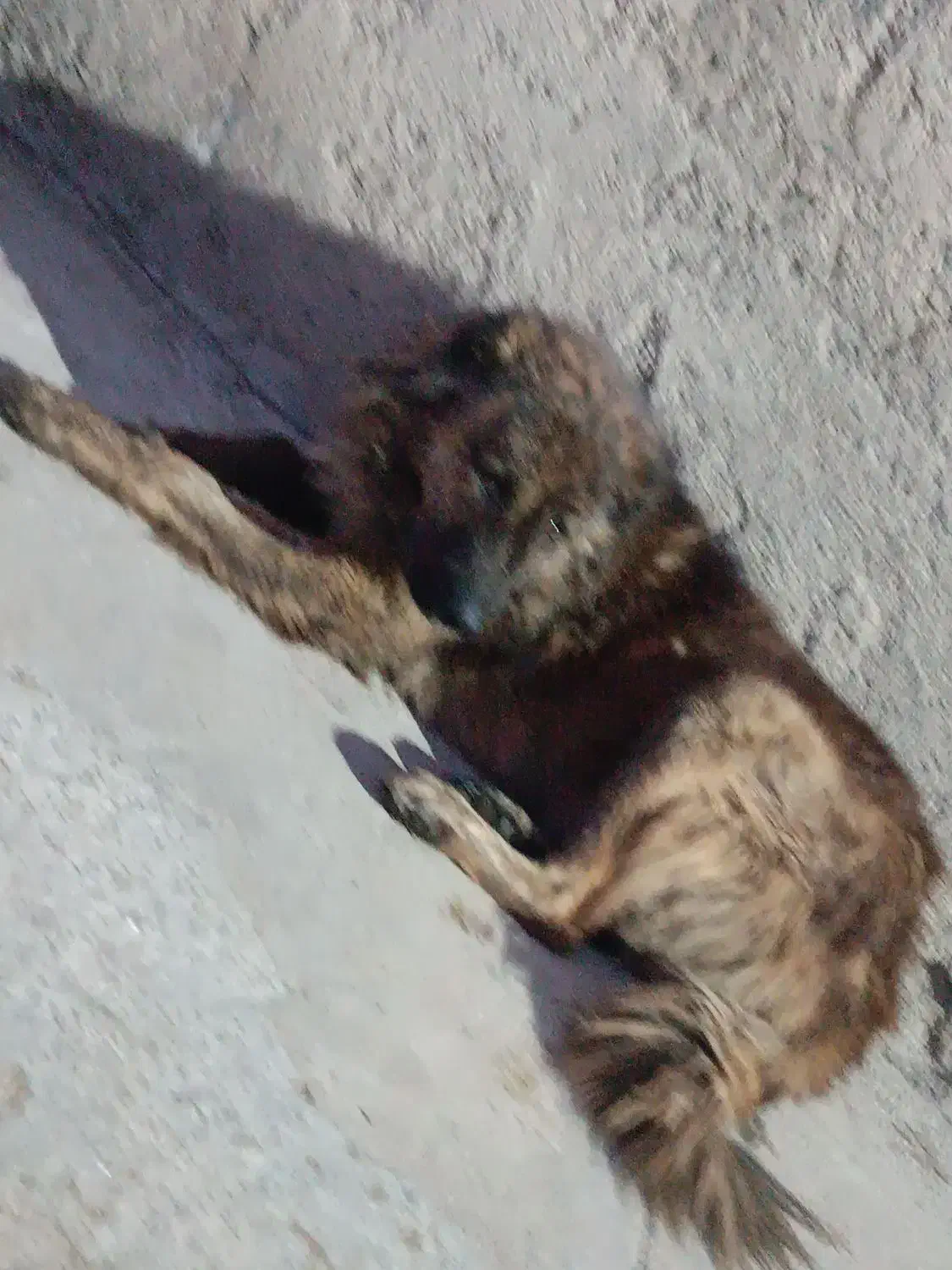 سگ گله ای جوان|سگ|صحنه, |دیوار