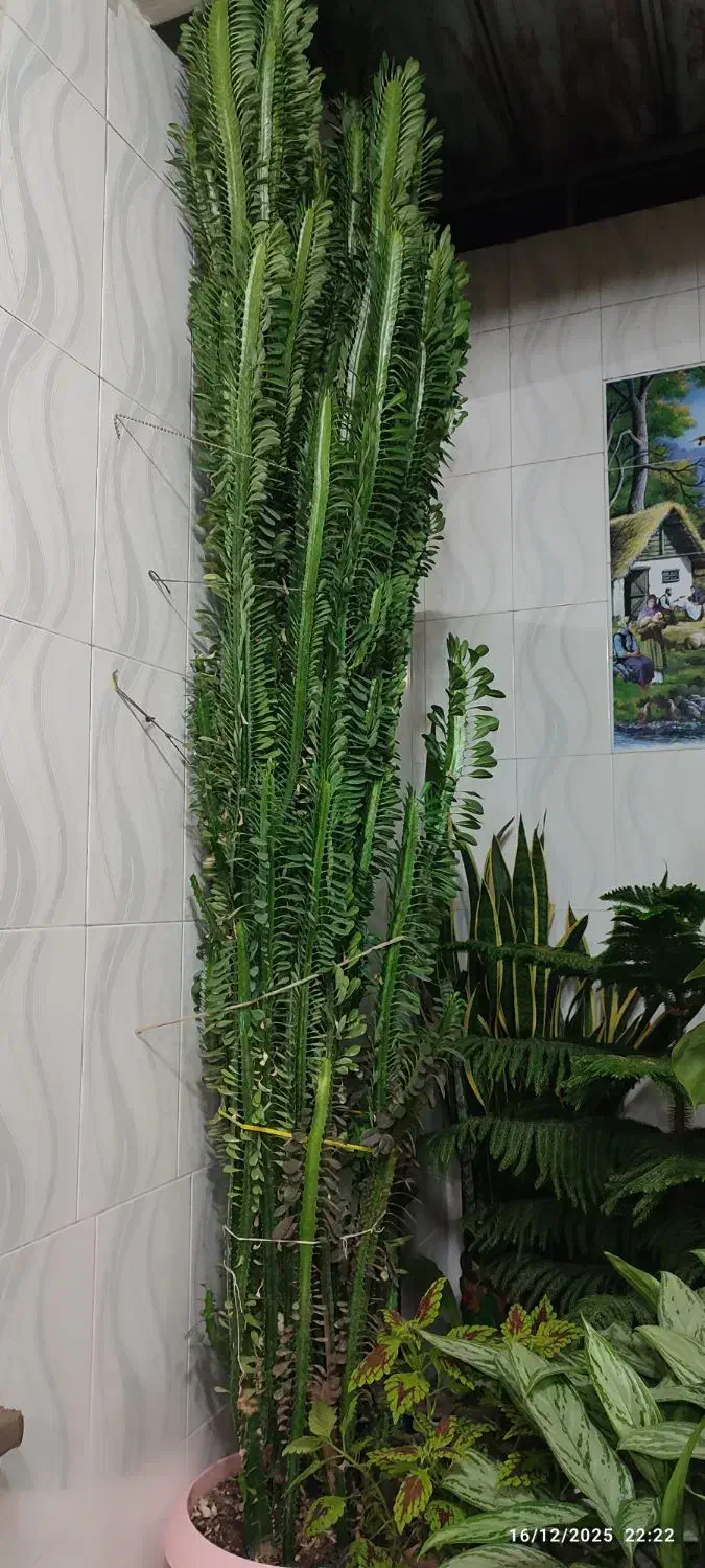 کاکتوس برگ دار|گل و گیاه طبیعی|گندمان, |دیوار