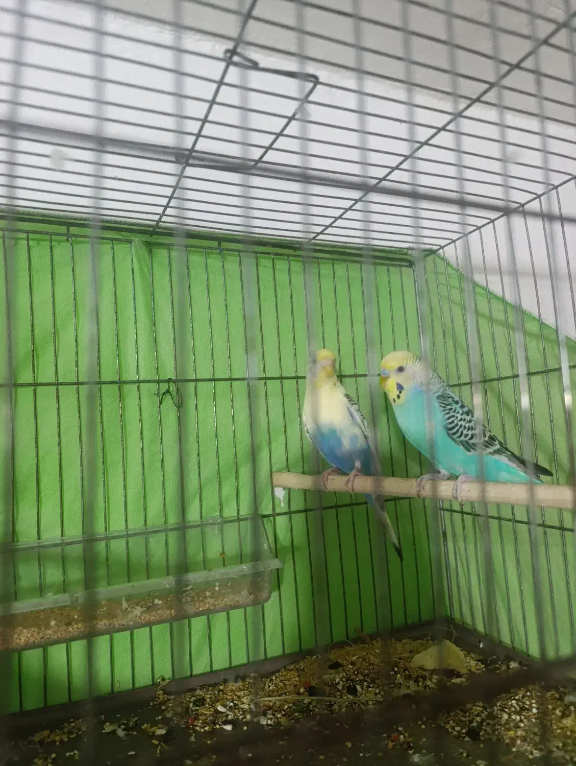 مرغ عشق|پرنده|کرج, فاز ۵ مهرشهر|دیوار