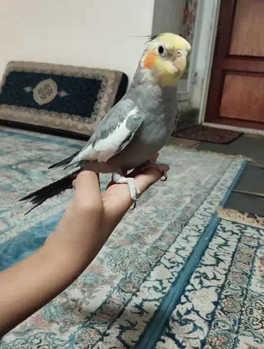 عروس هلندی خیلی دستی|پرنده|قم, باغ شازده|دیوار