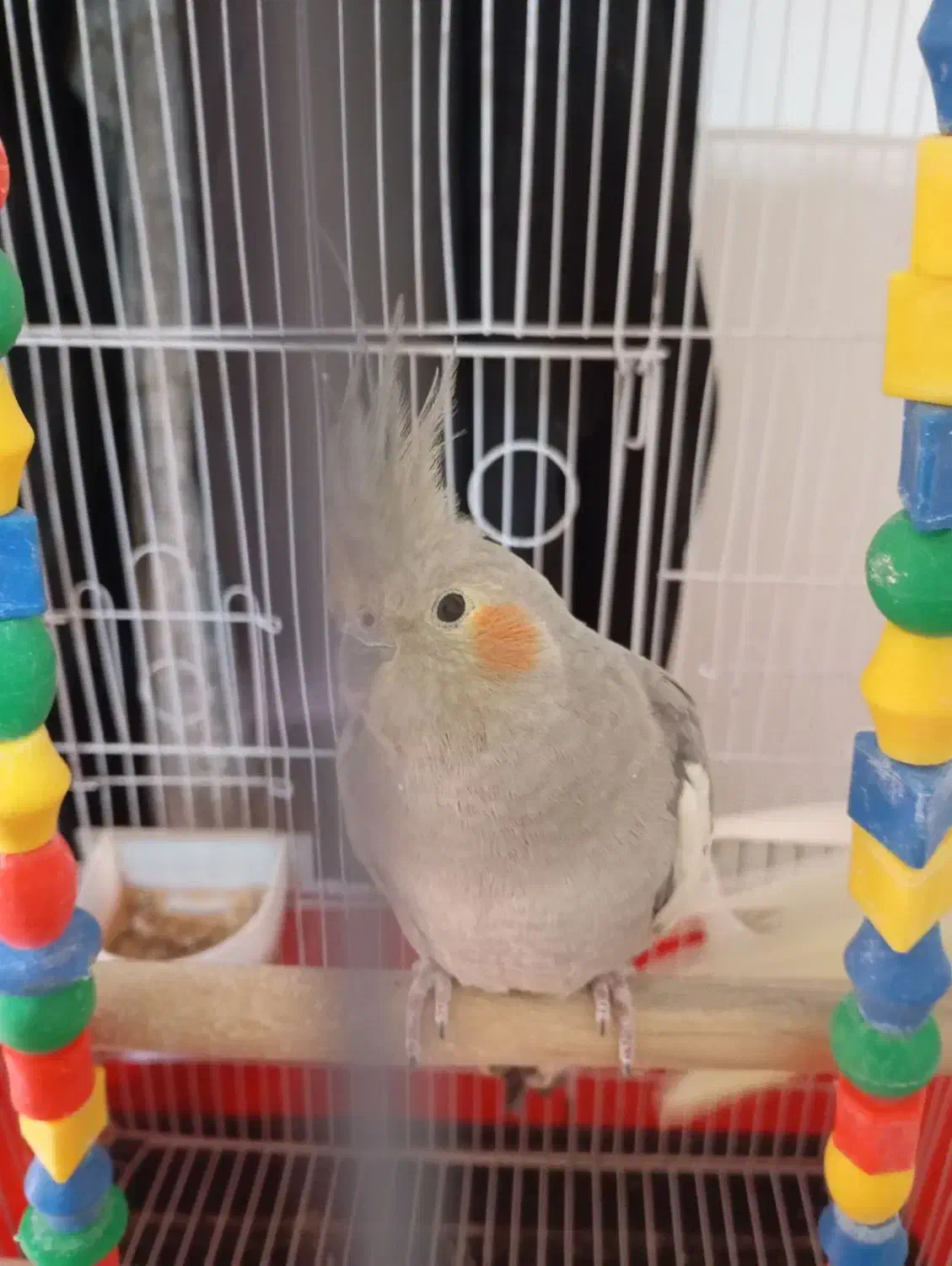 عروس ماده یک سال|پرنده|تربت‌حیدریه, بالا ولایت|دیوار