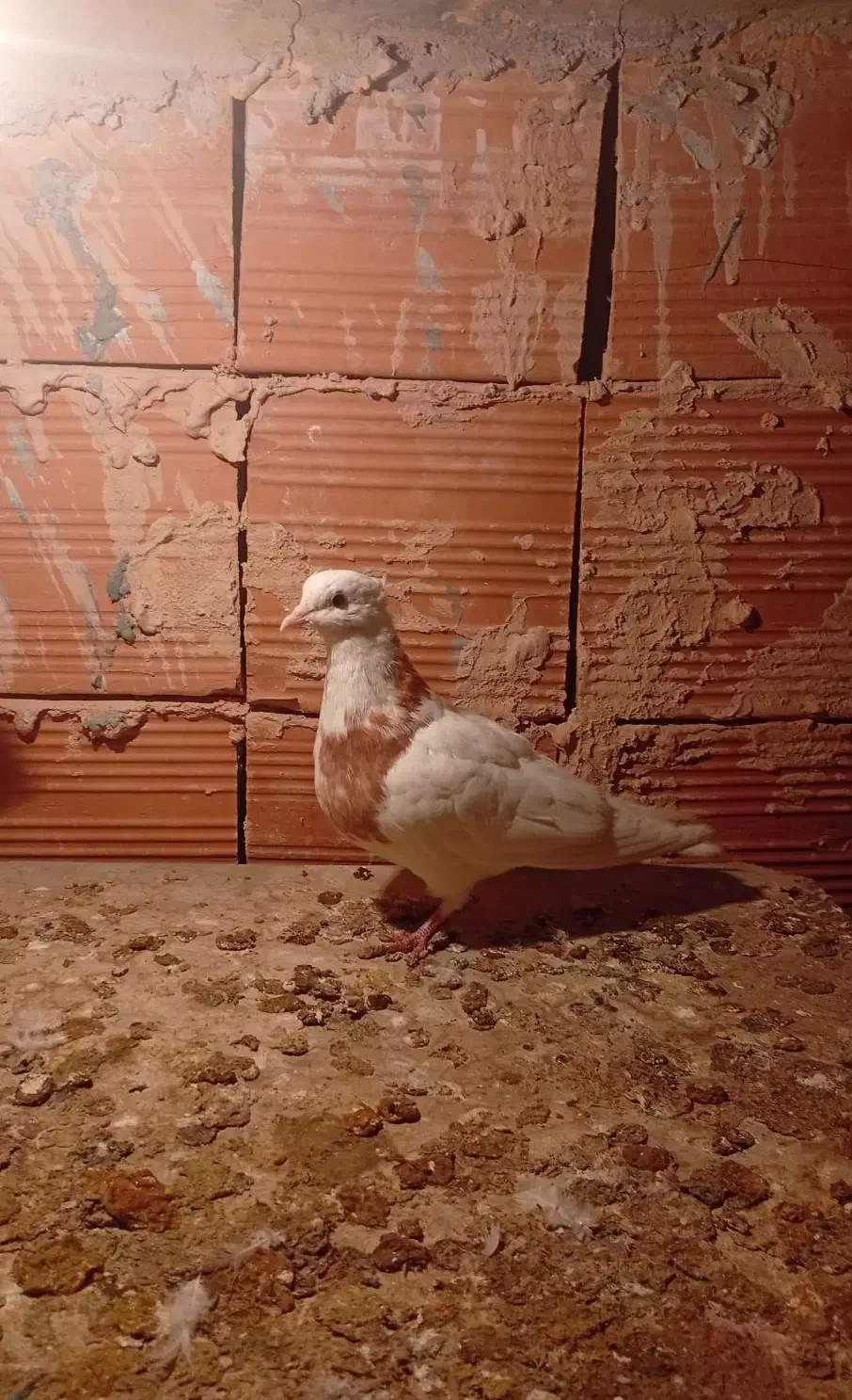 نیم طوق نر|پرنده|بجنورد, |دیوار