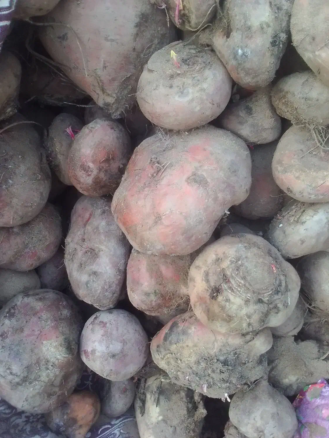 چقندر|عمده‌فروشی|صوفیان, |دیوار