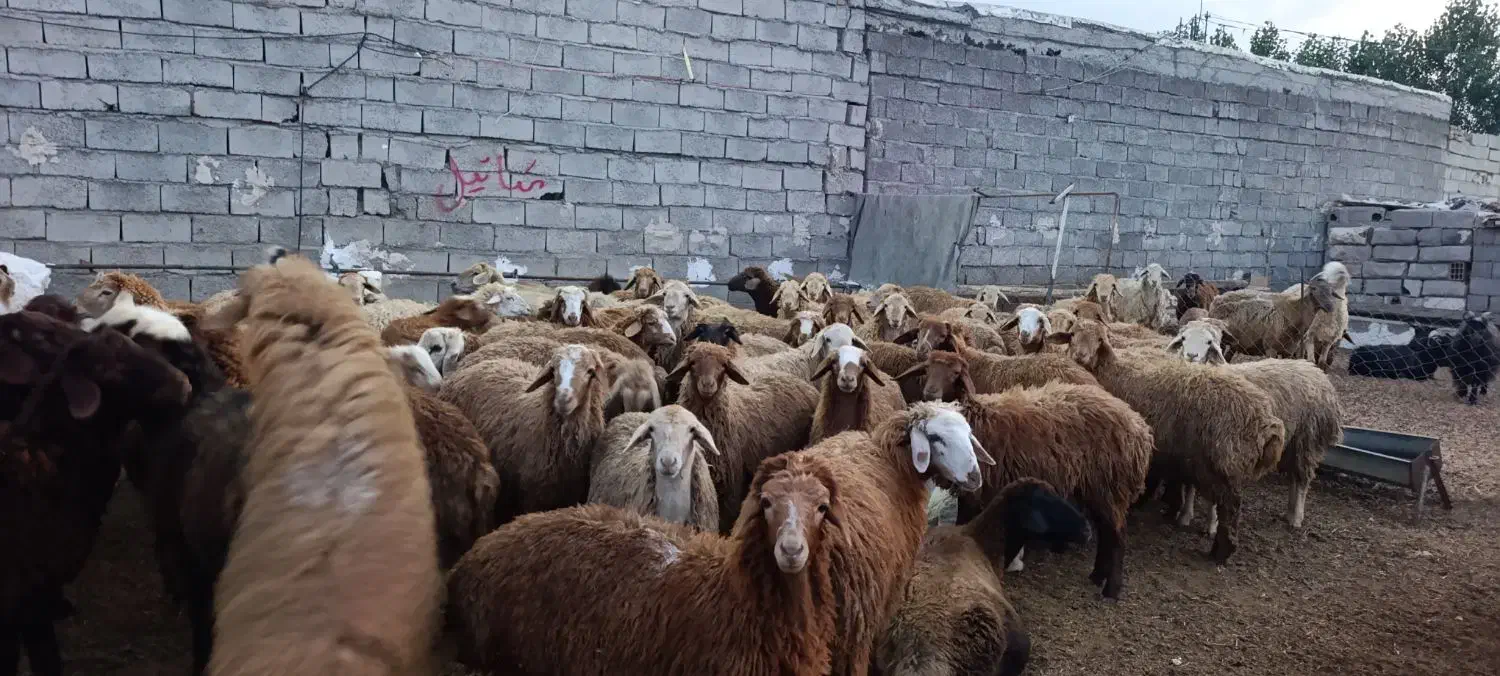 دامداری افشین یادگار|حیوانات مزرعه|اردبیل, |دیوار
