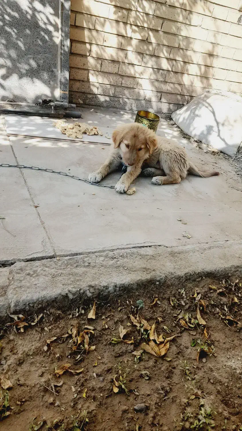 سگ فروشی|سگ|زاهدان, |دیوار