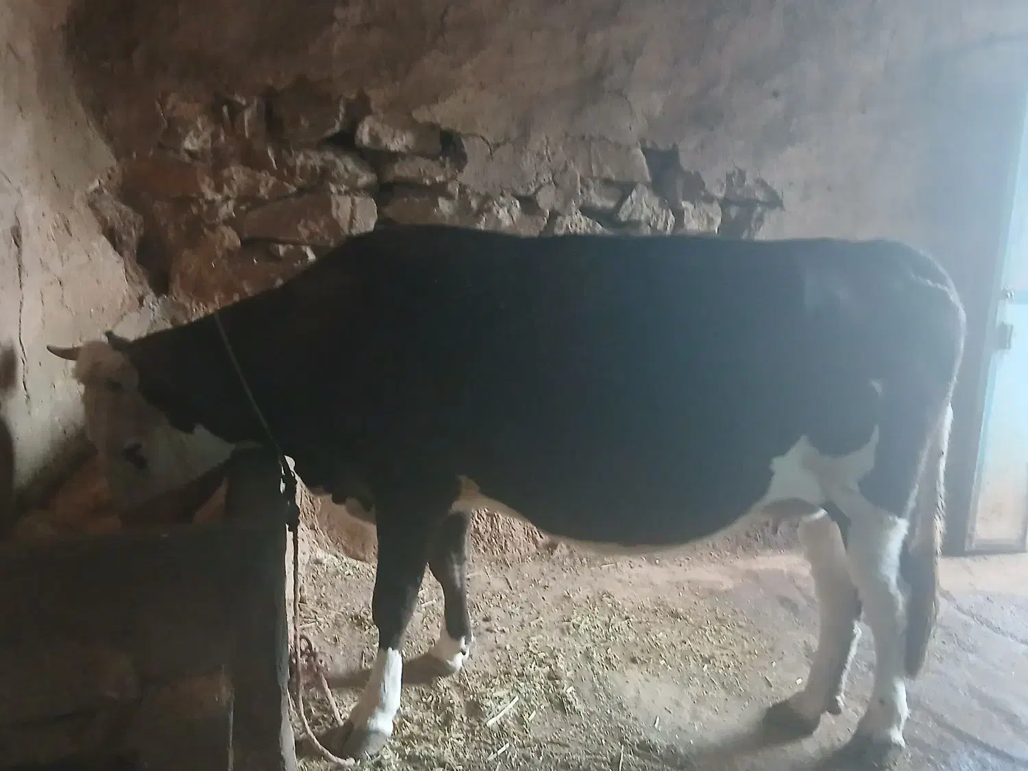 گاو نوین درجه یک|حیوانات مزرعه|سارال, |دیوار