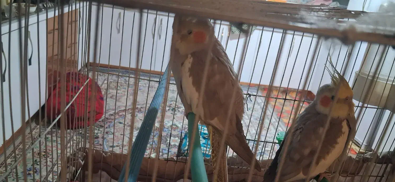 عروس هلندی جفت|پرنده|زهک, |دیوار