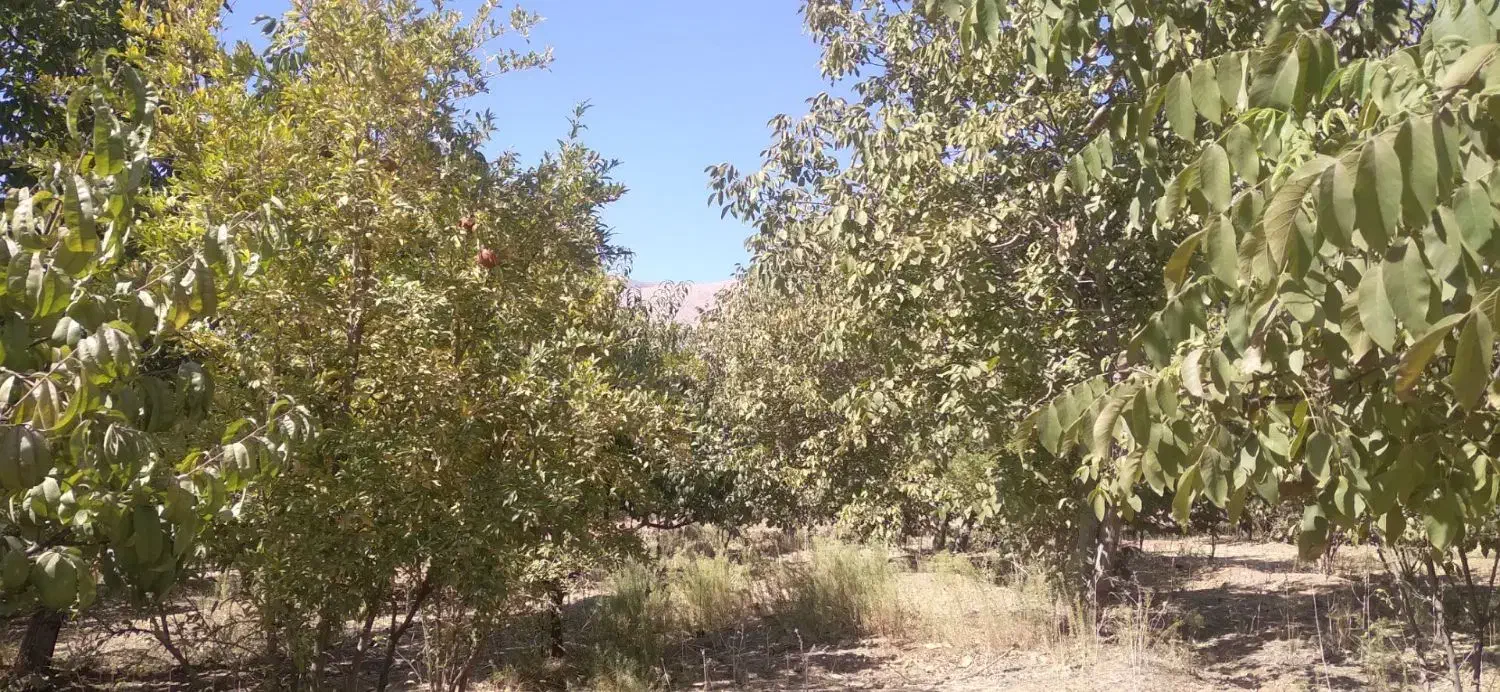 ۵۰۰باغ مثمر ۱۵کیلومتری بیستون منطقه چمچمال|فروش زمین و ملک کلنگی|بیستون, |دیوار