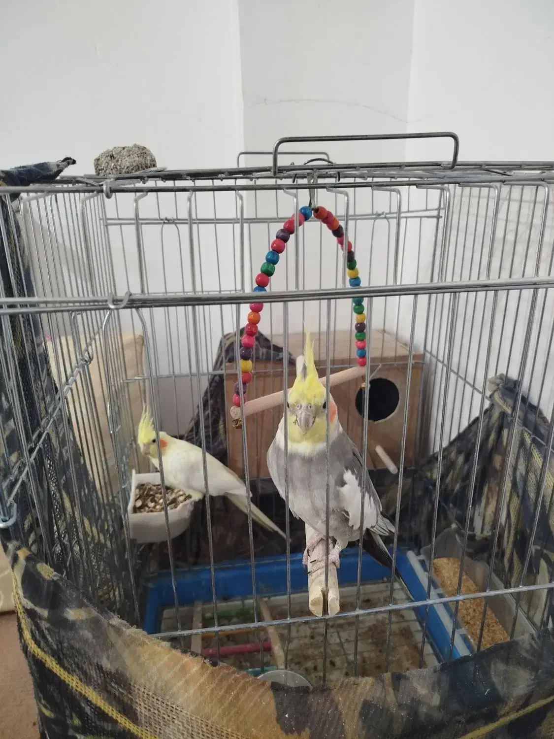 عروس هلندی و مرغ عشق|پرنده|برخوار, |دیوار