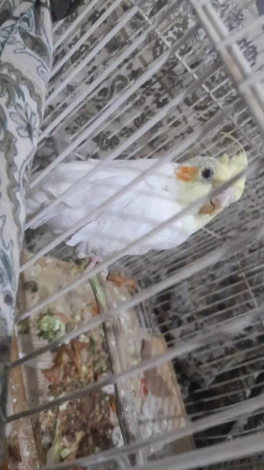 هدفن|پخش‌کننده همراه|چناران, |دیوار