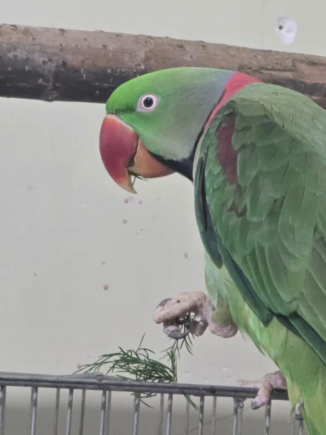 شاه طوطی|پرنده|شیراز, طلاب|دیوار