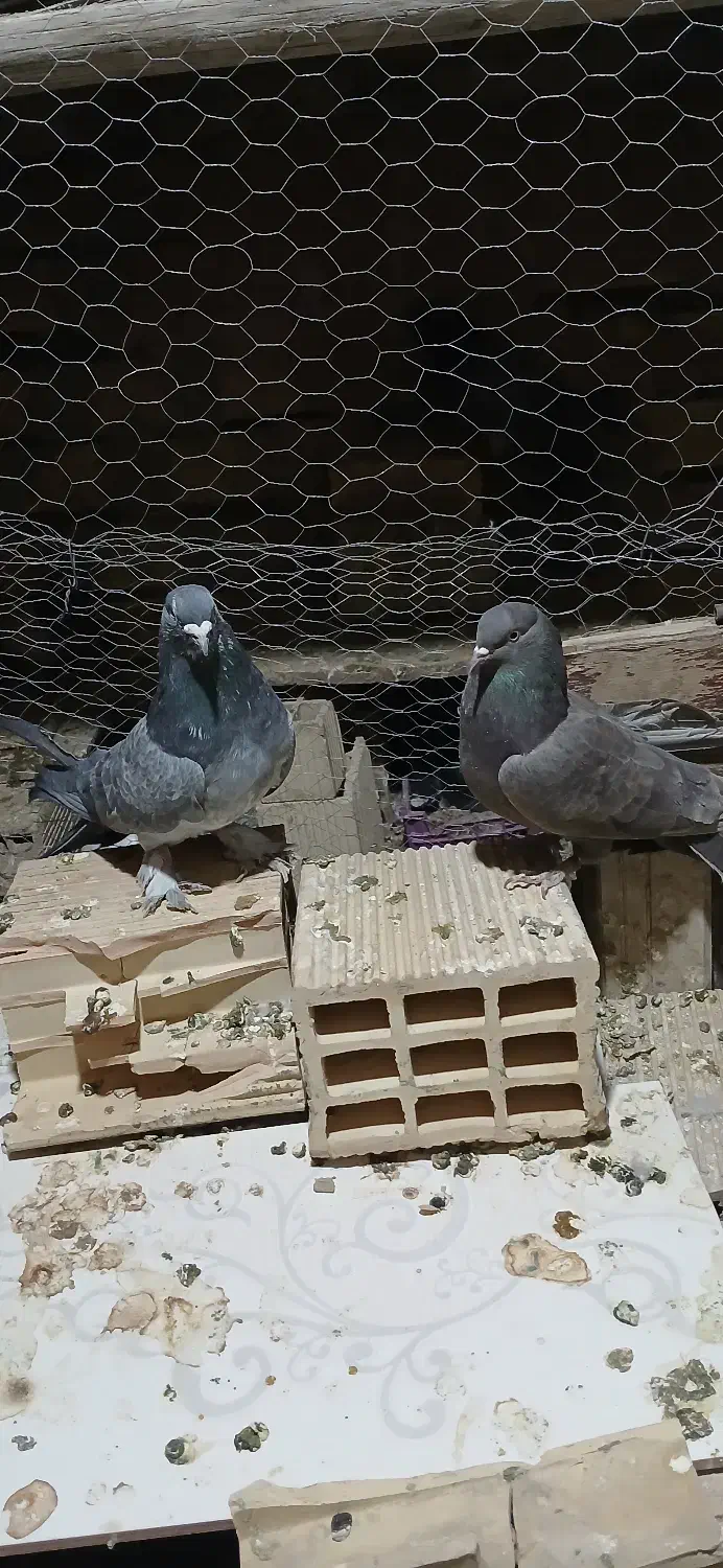 کبوتر|پرنده|منج, |دیوار