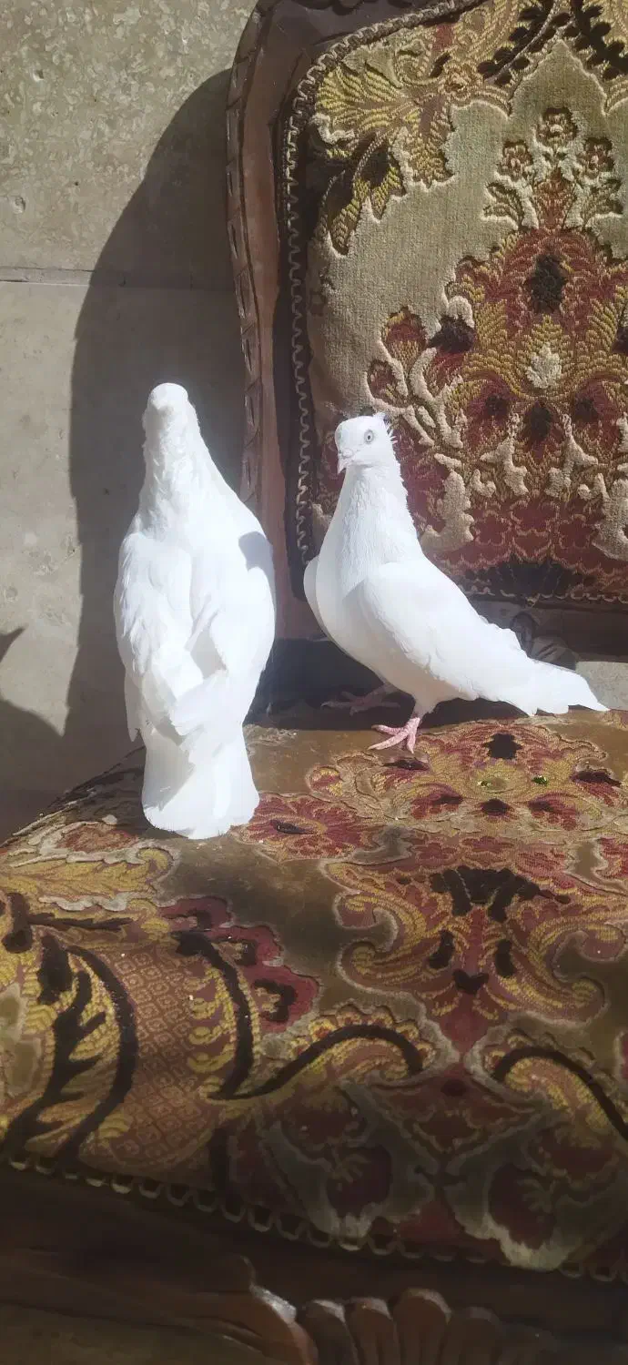 سفید اراکی اصیل|پرنده|شیراز, عادل آباد|دیوار