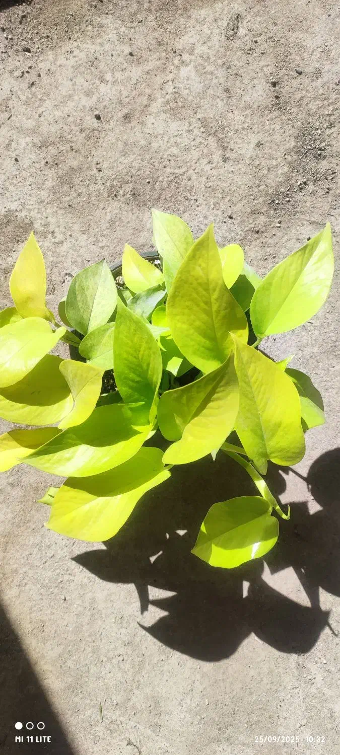 گل لیندا.کاکتوس .بامبو .گلدان|گل و گیاه طبیعی|ورامین, ورامین|دیوار