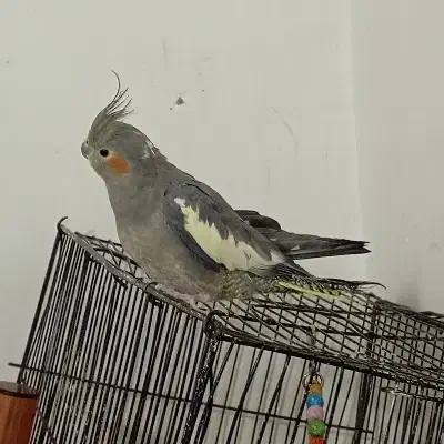 فروش عروس هلندی|پرنده|تربت جام, جامی|دیوار