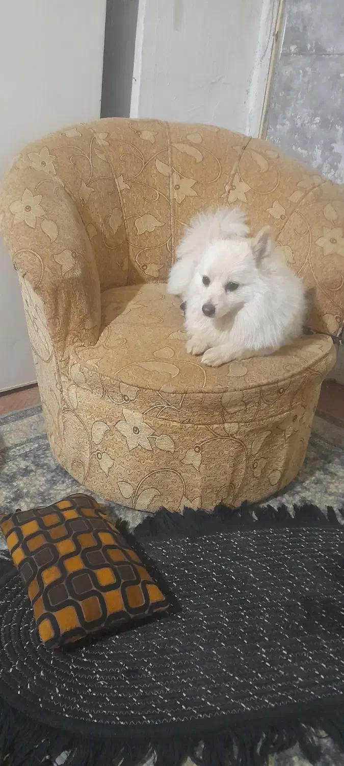 سگ پامر بسیار بازیگوش با ادب|سگ|برخوار, |دیوار