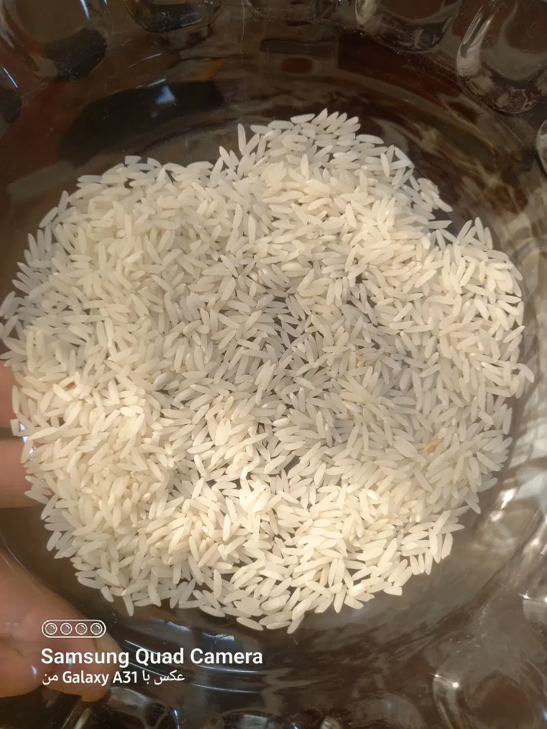 برنج بینام کشت دوم|خوردنی و آشامیدنی|دابودشت, |دیوار