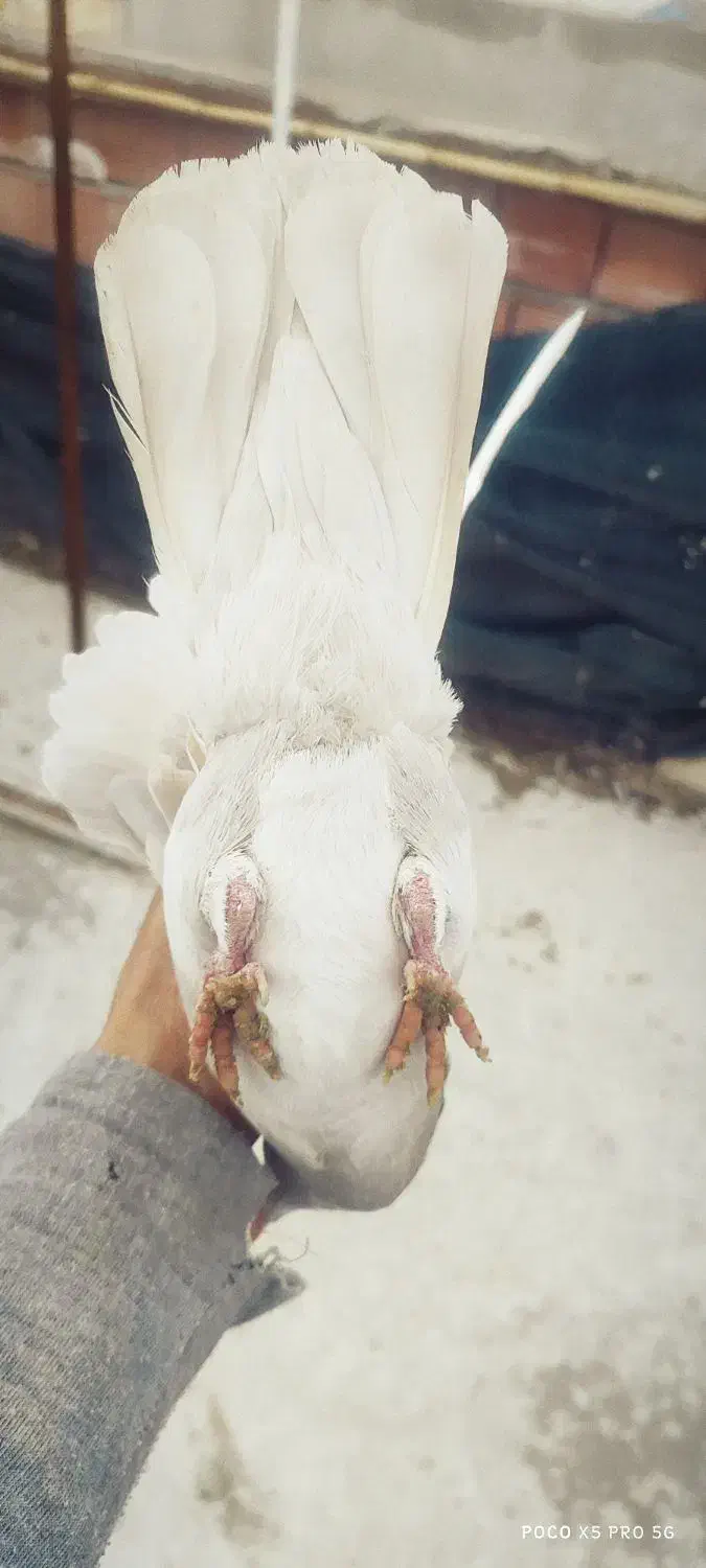 نقره ای پلنگ و سیاه پلنگ|پرنده|کرمان, |دیوار