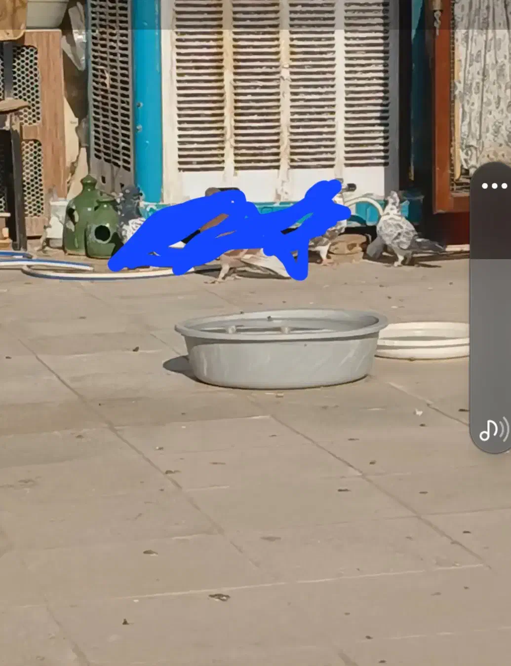 پرنده کبوتر|پرنده|قم, علی آباد سعدگان|دیوار