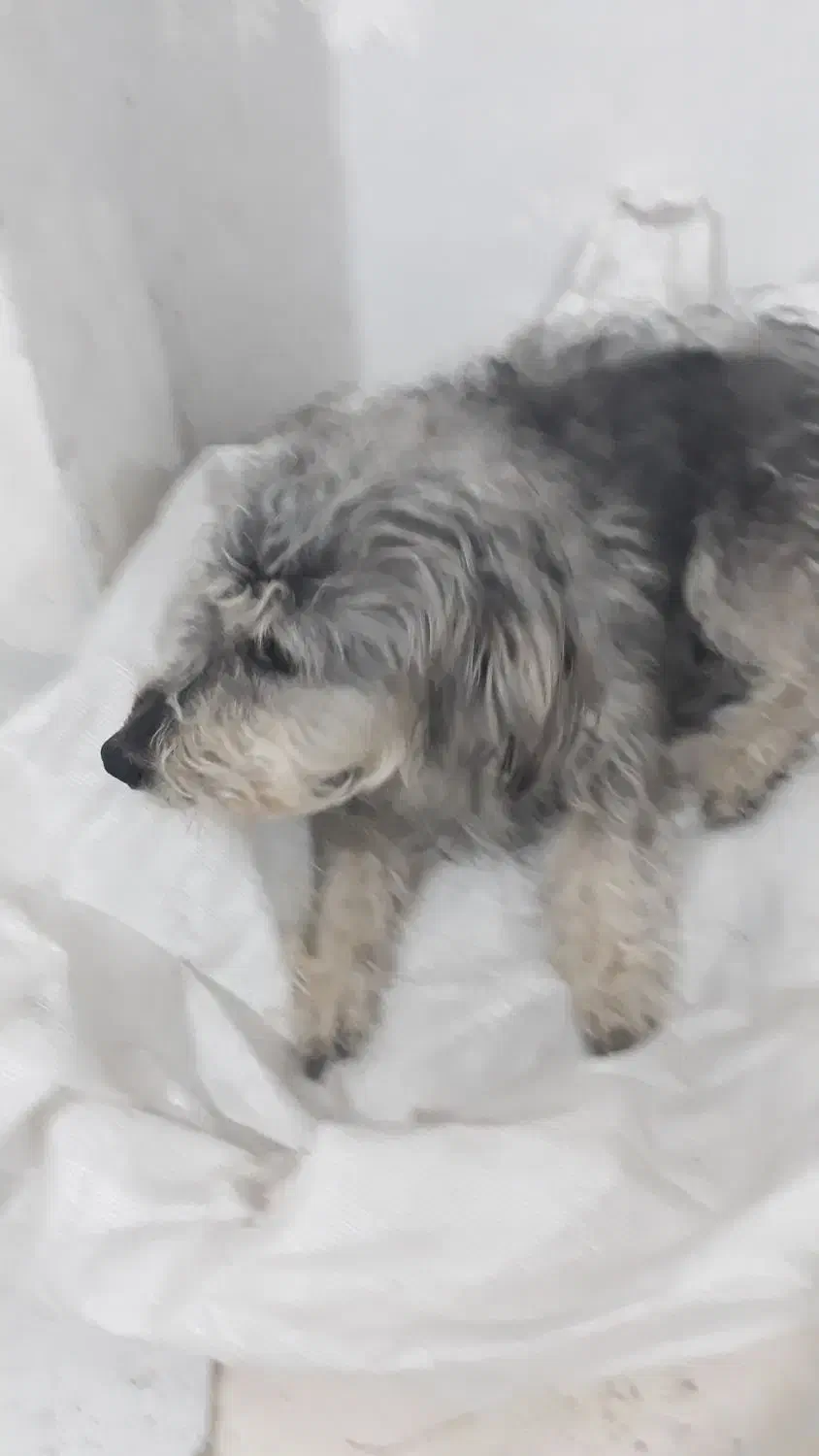 سگ پیدا شده|حیوانات|کرمانشاه, |دیوار