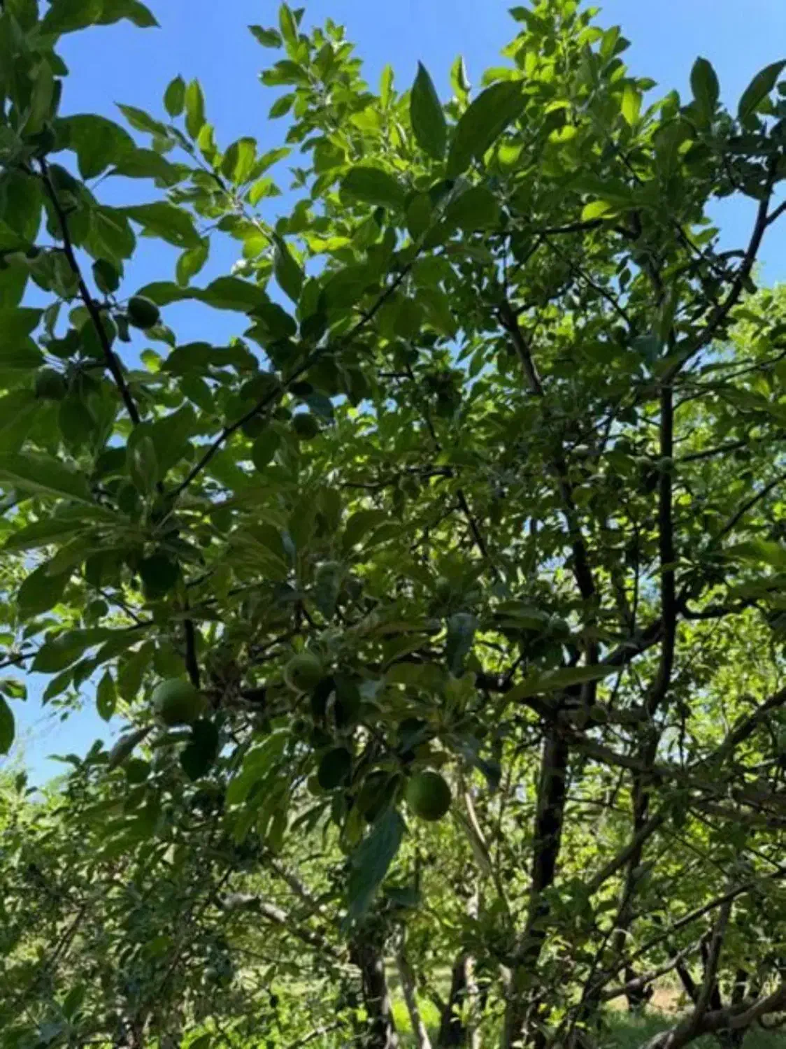 فروش باغ|فروش دفتر صنعتی، کشاورزی، تجاری|نهاوند, |دیوار