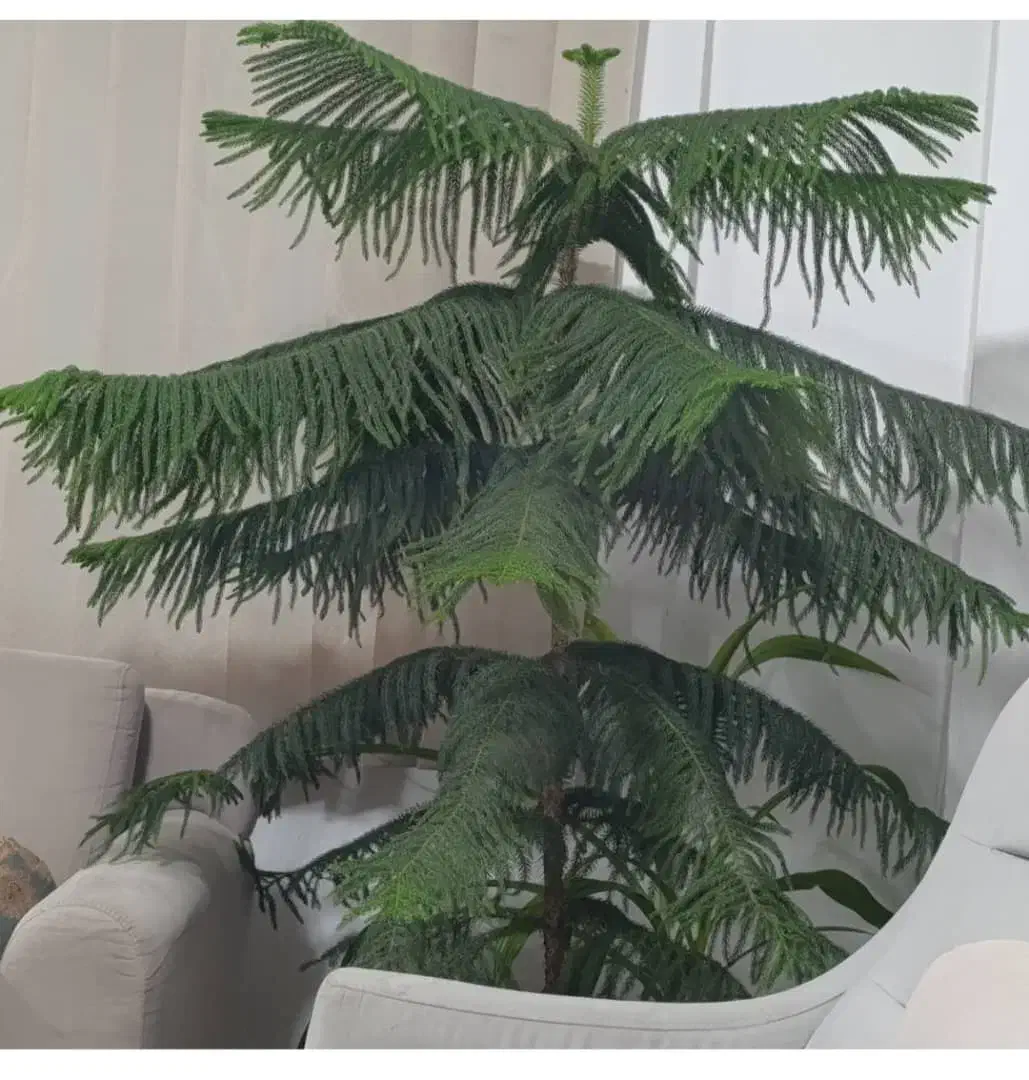 گل کاج مطبق|گل و گیاه طبیعی|شیراز, منطقه هوایی شهید دوران|دیوار