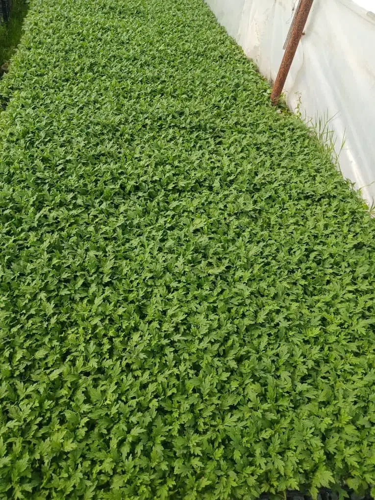 قلمه ریشه پر داوودی|گل و گیاه طبیعی|پاکدشت, پاکدشت (مامازند)|دیوار