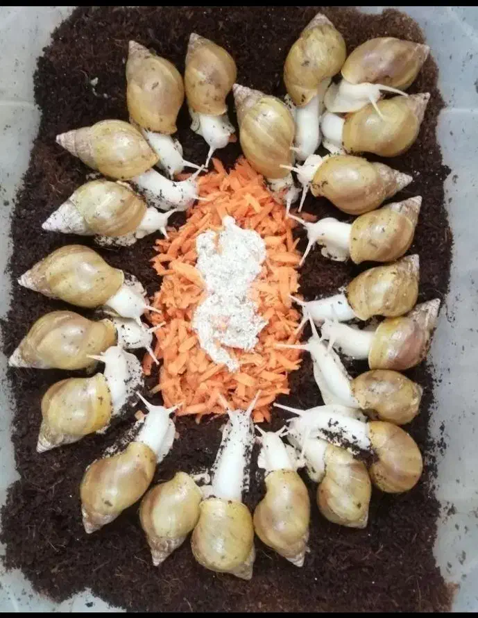 حلزون achatina|خزنده|اصفهان, بهارستان|دیوار