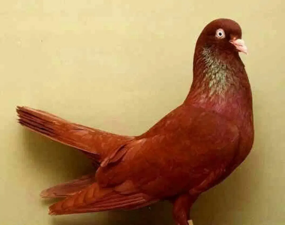 کفتر|حیوانات|بروجرد, |دیوار