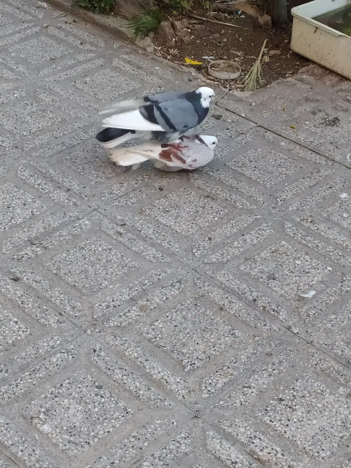 کبوتر پرشی ماده|پرنده|ساری, |دیوار